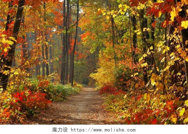 黄色自然风景秋天秋季彩色落满树叶的林间道路